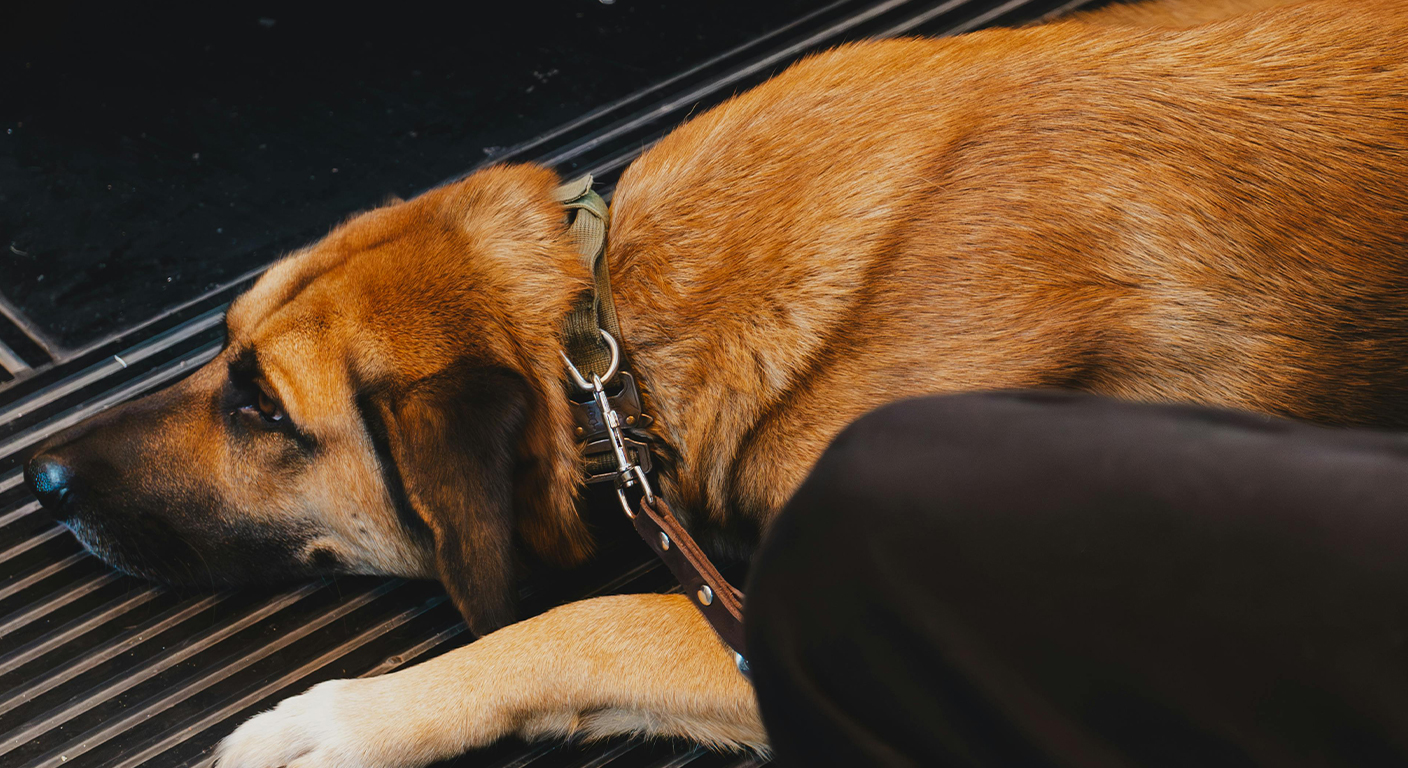 Secure Dog Box for Train Travel - Petscort India