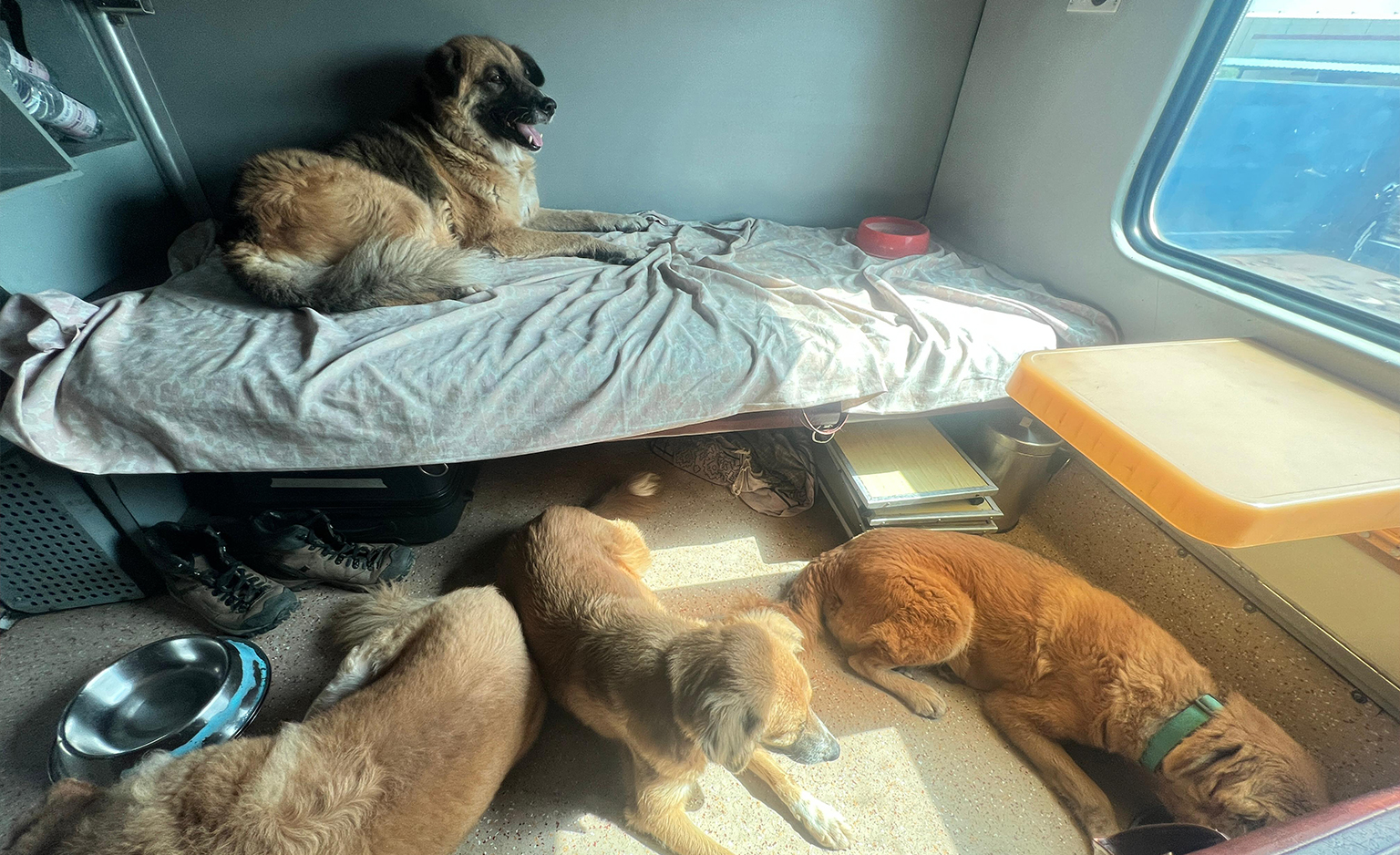 How to Transport Pets in a Train in India Safely | Planning to move across India with your dog or cat by train?